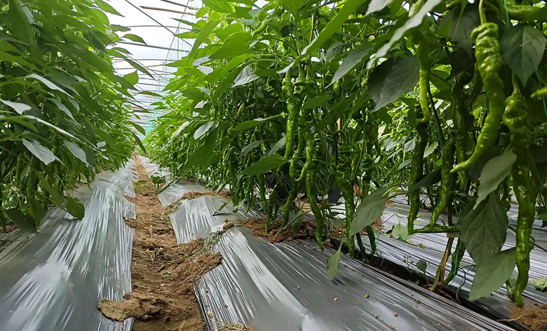 Precision Fertilizer for Peppers: Unlocking Growth with Bioactive Peptides